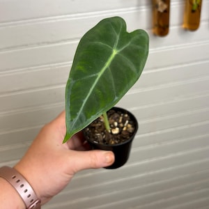 Alocasia Frydek Pup
