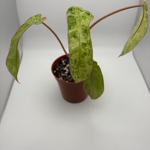Philodendron Paraiso Verde