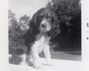 Vintage Photo - Cute Floppy Ear Dog - 1960s Original Found Photograph - Black & White Snapshot - Soft Focus