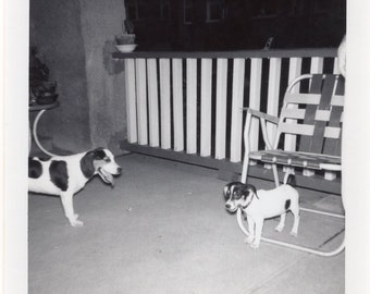 Vintage Photo - Beagle Dog and Puppy  - 1950s Original Found Photo - Black & White Snapshot
