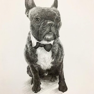 Custom 9x12 Pet Portrait Graphite Drawing