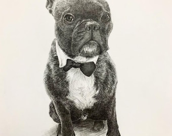 May include: A black and white pencil drawing of a French Bulldog wearing a black bow tie. The dog is sitting and looking up.