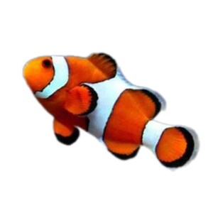 Printable Sea animals Flash cards for babies