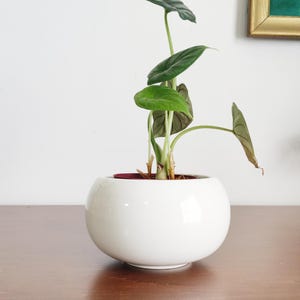 Peut inclure: Un petit pot de fleurs rond en céramique blanche contenant une plante verte avec de grandes feuilles veinées. Le pot est posé sur une surface en bois. La plante a plusieurs tiges et feuilles, dont certaines sont légèrement brunes.