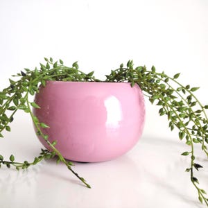 Può includere: Un vaso rotondo in ceramica rosa chiaro e lucido. Steli di piante verdi pendenti con piccole foglie rotonde scendono a cascata dal bordo del vaso, creando un'esposizione decorativa. Il vaso è su uno sfondo bianco.