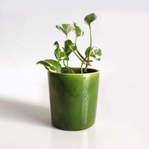 Op de afbeelding: Een kleine, groene keramische plantenpot met een glanzende afwerking, met een kamerplant met groen en wit gevlekte bladeren. De plant heeft verschillende stelen en staat tegen een witte achtergrond. De pot is cilindrisch.