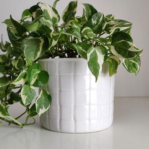 May include: A white ceramic planter with a raised grid pattern on the exterior, containing a trailing pothos plant with variegated green and white heart-shaped leaves that spill over the sides of the cylindrical container.