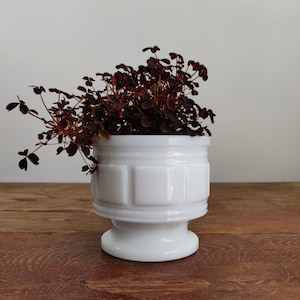 May include: A white milk glass planter with a pedestal base and a repeating square relief pattern around the exterior. The planter contains a bushy plant with small, dark purple, clover-shaped leaves that spill over the rim of the container.