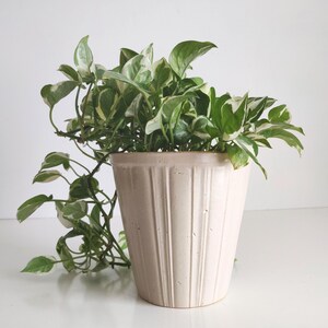 May include: A potted pothos plant with green and white variegated leaves. The plant is in a cream-colored, ribbed ceramic pot. The plant's vines cascade over the side of the pot, creating a natural, decorative display.
