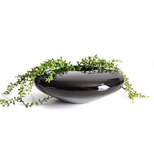 May include: A low, wide, glossy black ceramic bowl with a smooth, rounded, pebble-like shape. The bowl is filled with a trailing green plant featuring small, delicate leaves that drape over the sides of the dark, reflective container.