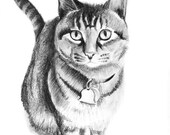 Custom Pet Portrait - Pencil Drawing of your cat dog bird puppy kitten hedgehog black and white charcoal original animal art keepsake gift