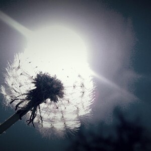 Delicate Dandelion