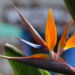 Bird of Paradise folded greeting card