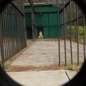 May include: A view through a circular opening, revealing a lion in a cage. The lion is sitting down and looking directly at the camera. The cage is made of black metal bars and is surrounded by green foliage.