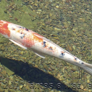 Koi in San Diego folded greeting card