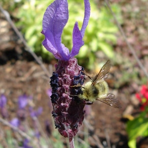 Be on Lavender folded greeting card