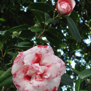 Candy Cane Camellia gevouwen wenskaart