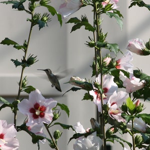 Achtertuin Hummer gevouwen wenskaart