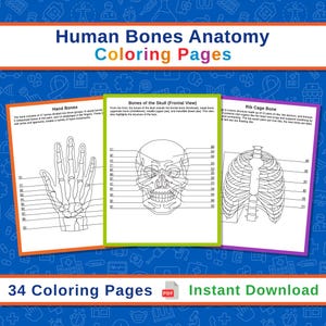 May include: Three coloring pages showing human bone diagrams: hand bones, skull (frontal view), and rib cage. Each page is labelled with anatomical terms. The title reads "Human Bones Anatomy Coloring Pages". The image also says "34 Coloring Pages" and "Instant Download".