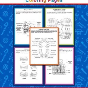 May include: A digital download of dental anatomy coloring pages. The image features several diagrams of teeth, nerves, and dental structures. Text includes "Dental Anatomy Coloring Pages", "32 Coloring Pages", and "Instant Download".