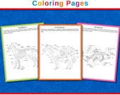 Veterinary Anatomy Coloring Pages, Animal Science Worksheets, Cat, Dog, Horse, Fish & Bird Anatomy