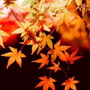 Peut inclure: Gros plan sur des feuilles d'automne vibrantes aux tons de jaune, d'orange et de rouge. Les feuilles sont nettes sur un arrière-plan flou, créant une image chaleureuse. L'image capture la beauté du feuillage d'automne.