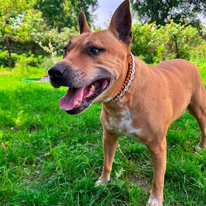 Handmade Braided Dog Collar From Paracord, Variety Of Colors And Buckles, Waterproof, Customizable