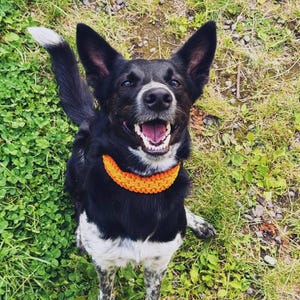 Handmade Braided Paracord Dog Collar: Orange, Waterproof, Custom Fit