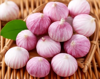Verse 3,0 CM+ gigantische solo-knoflook Premium kwaliteit enkele biologische teentje knoflook - uit de VS Vet, zoet en perfect voor het roosteren van knoflook