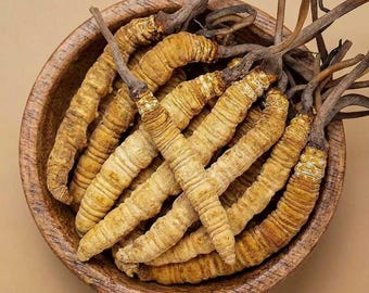 Wild Cordyceps Sinensis | Authentic High-Altitude Tibetan Caterpillar Fungus (Yartsa Gunbu) | Natural Dried Specimens | Rare Culinary Herb