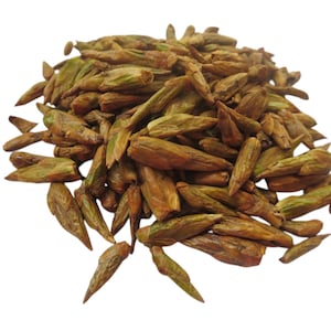 250g/500g Balm of Gilead Buds: Fresh-frozen Red Star Poplar Rich in Resin Resinous Aroma 2025 Harvested