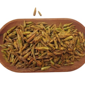 250g/500g Balm of Gilead Buds: Fresh-frozen Red Star Poplar Rich in Resin Resinous Aroma 2025 Harvested