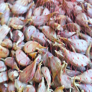 May include: A close-up of a red mesh bag filled with garlic cloves. The cloves are off-white with a hint of purple and brown, and are partially visible through the red netting. The image is well-lit, highlighting the texture and details of the garlic.