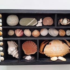May include: A dark wooden display case containing a collection of seashells, pebbles, and a crab. The shells vary in colour and shape, including pink and white. The crab is light brown. The case is decorated with small shells along the side.