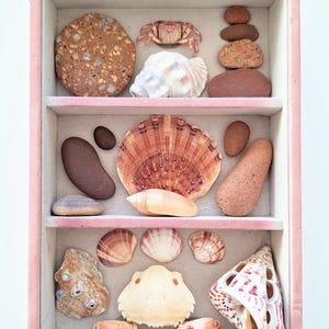 May include: A rectangular pink-framed display box with three shelves containing a collection of natural items including various seashells, smooth brown stones, a small crab, and a crab shell with two detached claws arranged in the compartments.
