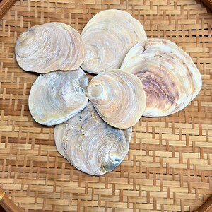 May include: Six large seashells in natural tones of cream, tan, and brown are arranged on a woven bamboo tray. The shells show prominent ridges and patterns, suggesting a collection of beach finds.