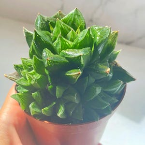 Haworthia retusa in 8cm pot, Succulents, Easy Care Live Plants, Houseplants, Cactus, Succulent Plants