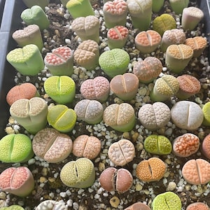 Colourful Lithops, Single Head Lihtops, 1.8cm-2.5cm, Bare Roots Shipped, Succulents, Living Stones, Living Plants - Birthday Gift, Christmas