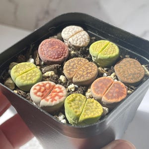 Pietre vive colorate di Lithops - 9 pezzi in vaso da 6 cm