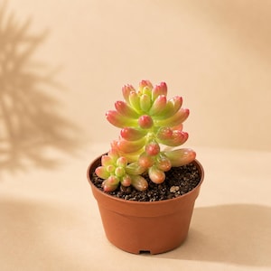 May include: A small succulent plant with plump, jelly-bean-shaped leaves that transition in colour from light green at the base to vibrant pink and red at the tips. The plant is potted in a simple, round, terracotta-coloured plastic container.