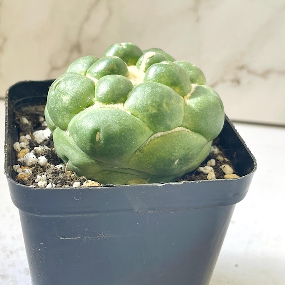 Coryphantha Elephantidens Spineless Cactus: Rare Succulent (5-6cm) - Etsy  Israel