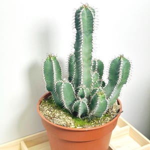 Può includere: Un cactus verde con spine bianche in un vaso marrone. Il cactus ha più steli ed è circondato da muschio verde e piccoli ciottoli. Il vaso è appoggiato su un vassoio di legno.