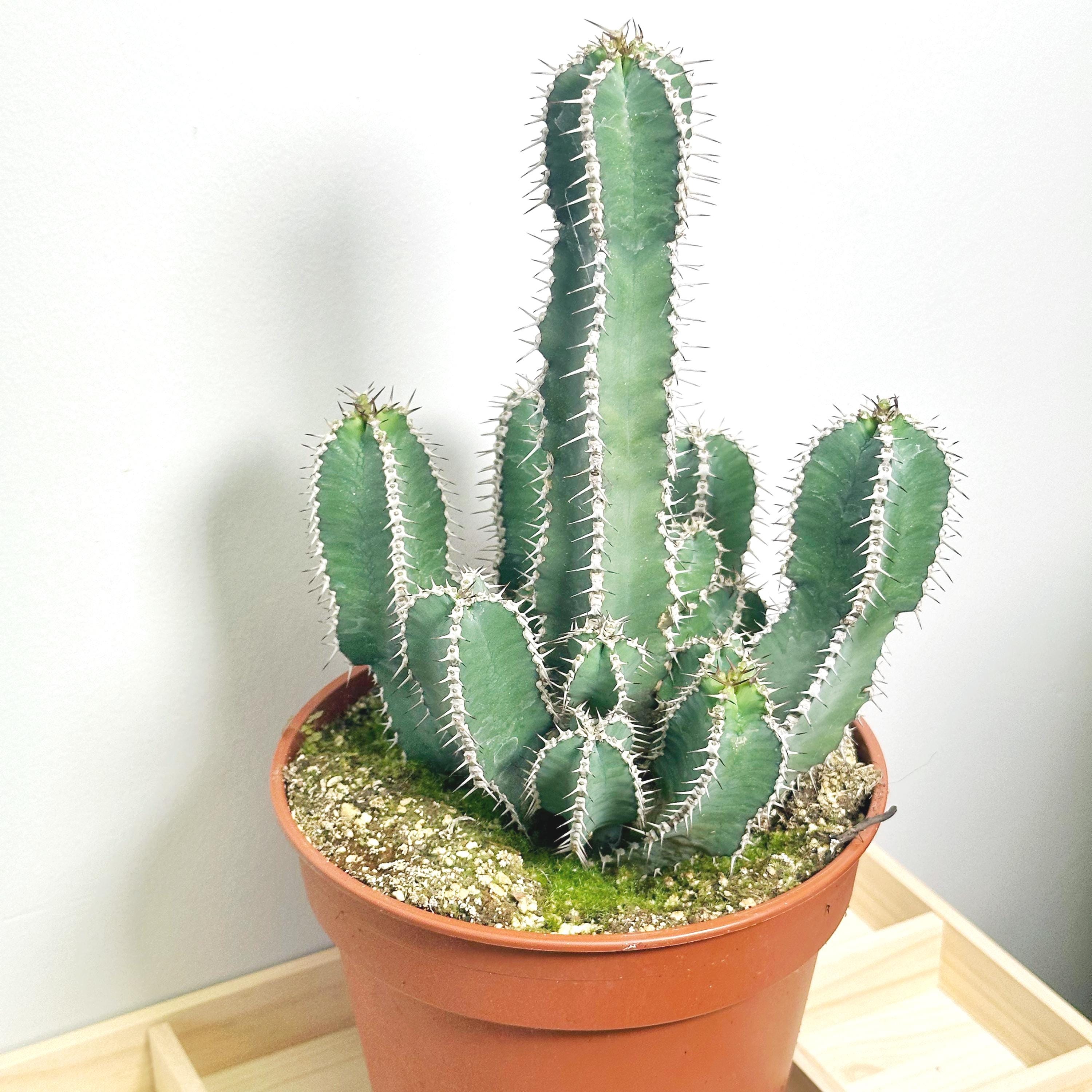 Euphorbia ingens - Etsy 日本