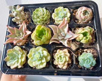 Echeveria Succulent Starter Kit: 12 Baby Plant Cuttings With Soil - Etsy  Israel