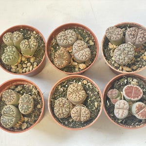 3 Head Lithops, Mutil Heads Living Stones in 5cm pot, Grow from Seeds, Succculents, Cactus, Rare Plants, Gift for Succulents Lovers