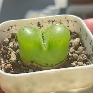 Single Maughanii, round 1.5cm-2cm, Red/Green Colour Maughanii potted in 4cm pot, Aizoaceae, Lithops, Succulents, Cactus