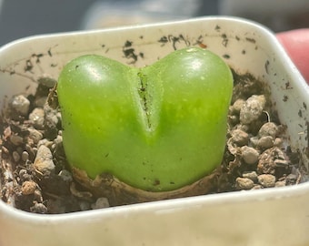 Suculenta Maughanii individual: Planta de piedra viva en maceta de 4 cm