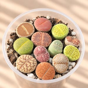 May include: A collection of eleven small, round Lithops succulents planted in a clear plastic container filled with dark soil and white perlite. The plants display various textures and colours, including shades of green, orange, red, and brown.