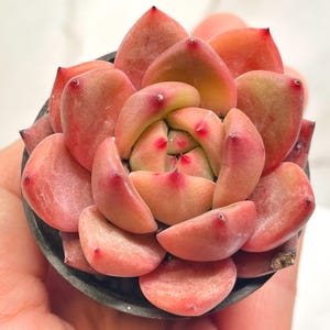 Puede incluir: Primer plano de una planta suculenta con hojas carnosas, de color rosa rojizo, dispuestas en forma de roseta. Las puntas de las hojas tienen un tono rojo más oscuro. La planta está en una maceta pequeña y oscura, sostenida por una mano.