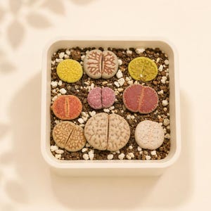 9pcs Lithops Living Stone Plant: Assorted Colors, Easy-Care Succulent in 7cm Pot